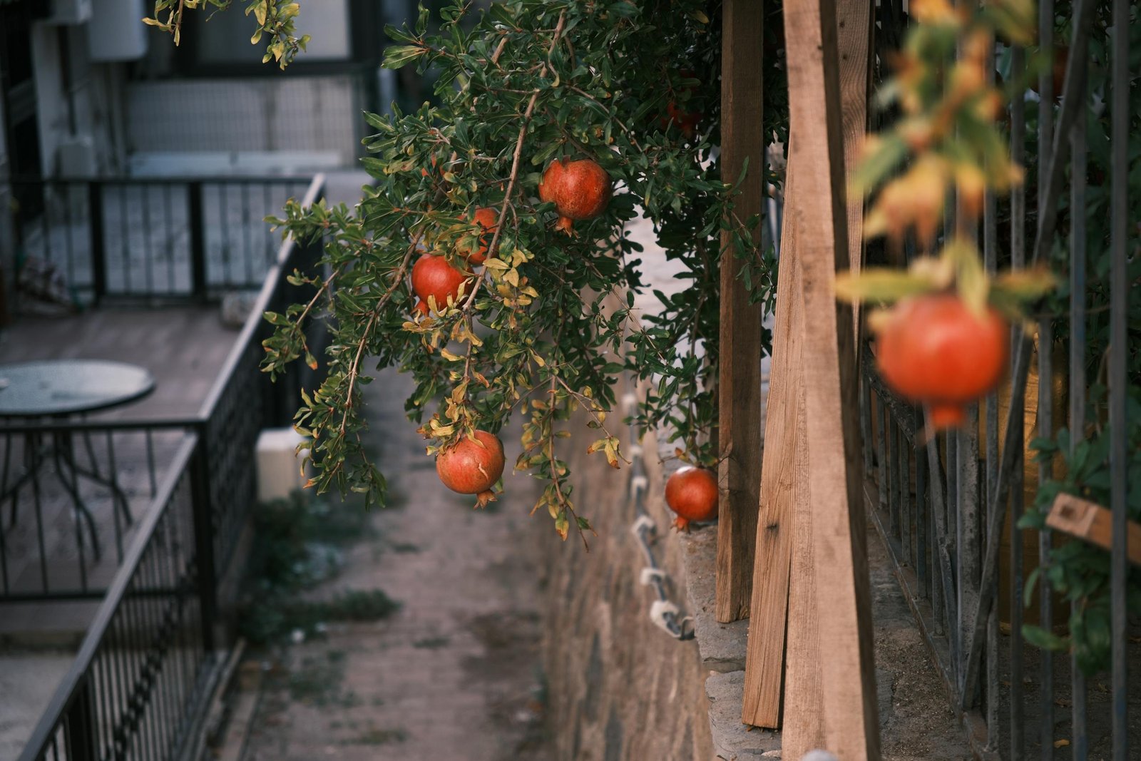 A serene view of a pomegranate tree bearing ripe fruits in a backyard setting, capturing nature's bounty.