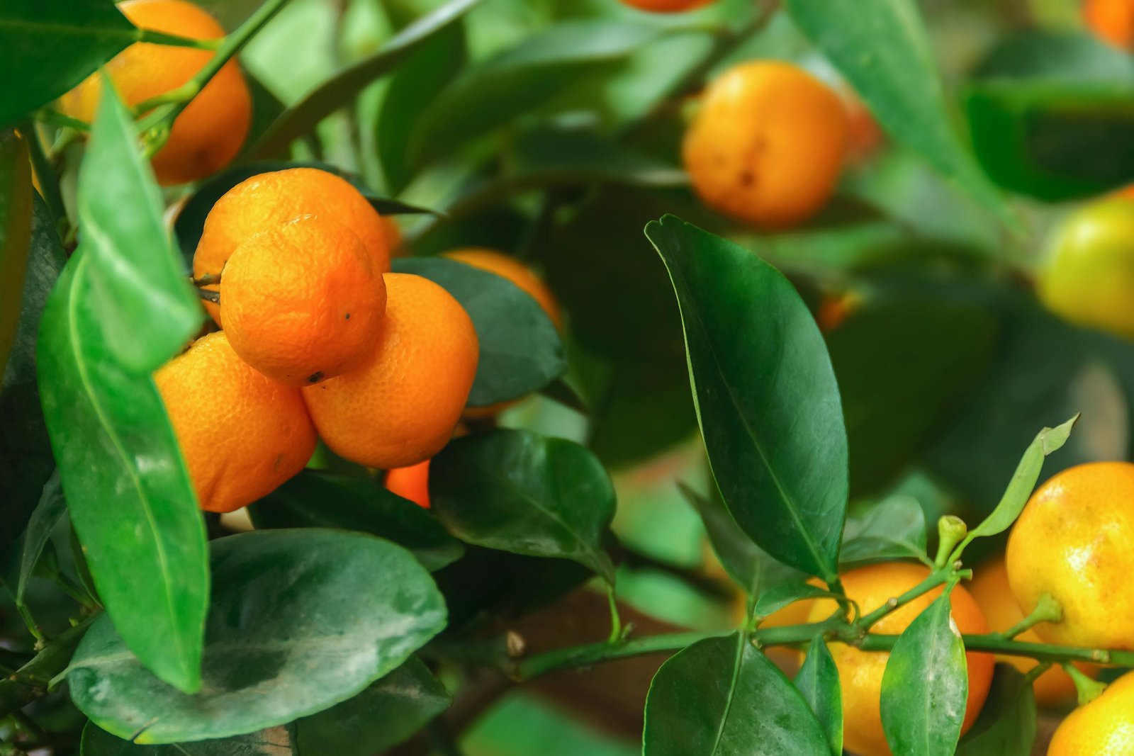 Close-up of fresh calamondin oranges and lush green leaves in natural light.