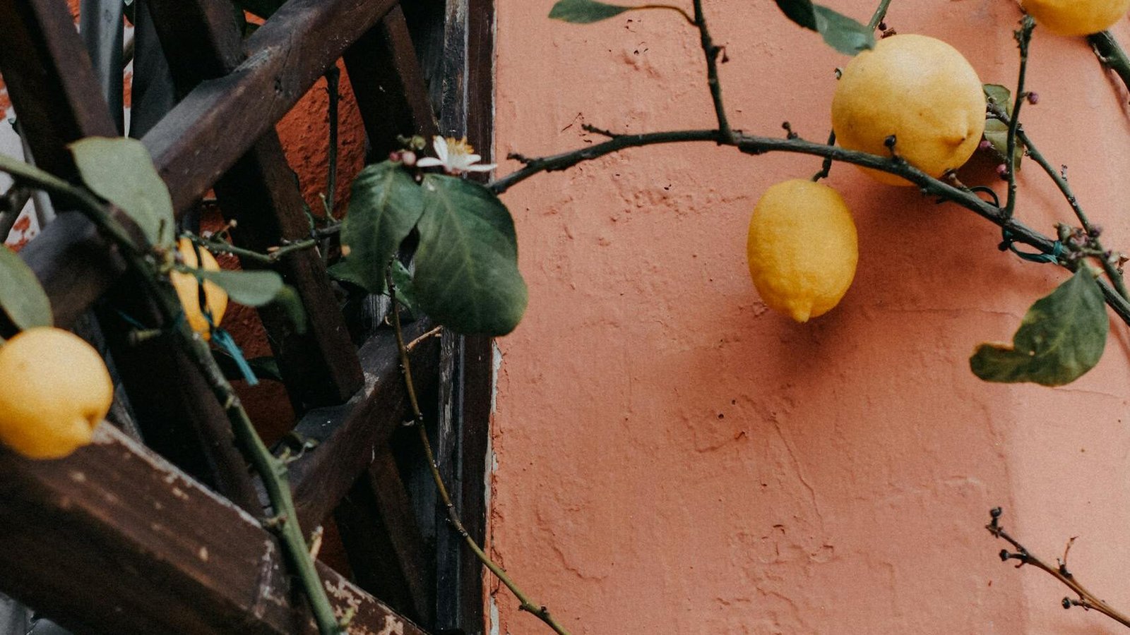 Yellow lemons hang on branches of a lemon tree against a rustic building facade, offering natural charm.