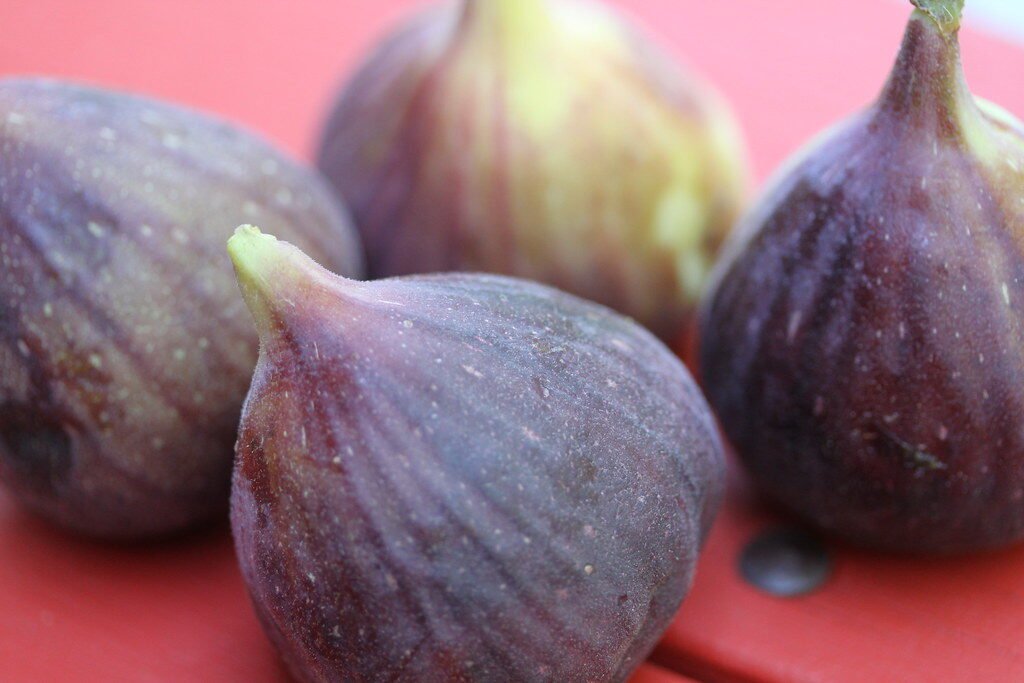 Chicago Hardy Fig Image