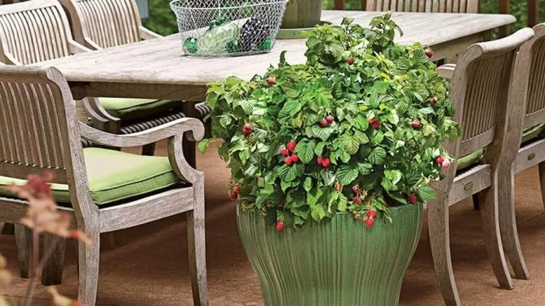  Raspberry Shortcake -  one of the best fruit trees for pots