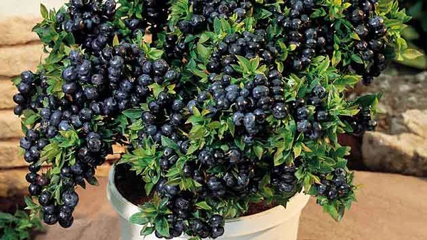 Top Hat Blueberry: Compact Berry Workhorse -  one of the best fruit trees for pots