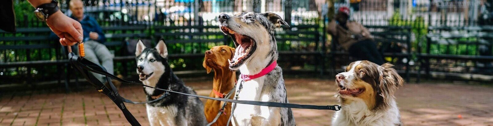 Dog Walking - best high paying side hustles