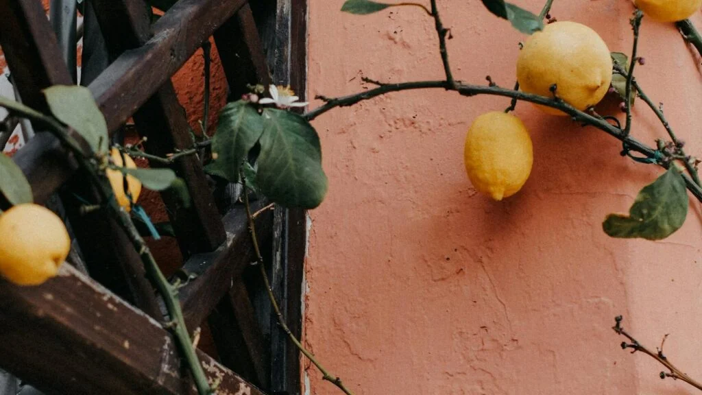 Meyer Lemon - one of the best fruit trees for pots